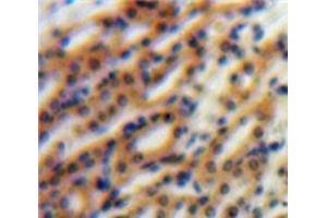 Used in DAB staining on fromalin fixed paraffin-embedded Kidney tissue (Nephronectin Antikörper  (AA 49-255))