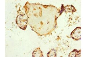 Immunohistochemistry of paraffin-embedded human placenta tissue using ABIN7151154 at dilution of 1:100 (RNF139 Antikörper  (AA 510-664))