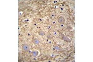 Immunohistochemistry analysis in formalin fixed and paraffin embedded human brain tissue reacted with followed by peroxidase conjugation of the secondary antibody and DAB staining. (PCDHGA1 Antikörper  (Middle Region))