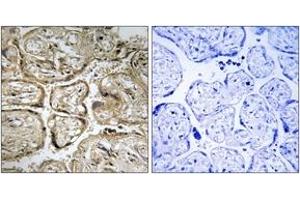 Immunohistochemistry analysis of paraffin-embedded human placenta, using CST9L Antibody. (CST9L Antikörper  (AA 81-130))