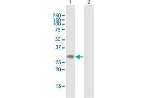 Western Blot analysis of DLX1 expression in transfected 293T cell line by DLX1 MaxPab polyclonal antibody.