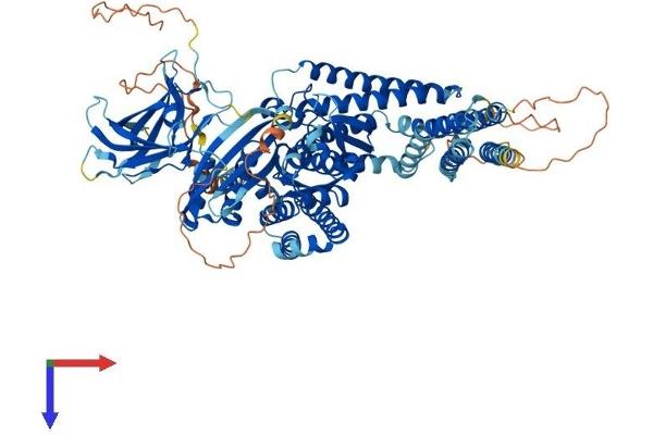 INPP4B Protein (AA 1-924) (His tag)