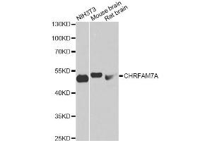 Western blot analysis of extracts of various cell lines, using CHRFAM7A antibody. (CHRFAM7A Antikörper)