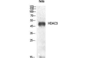 Western Blot (WB) analysis of specific cells using HDAC3 Polyclonal Antibody. (HDAC3 Antikörper  (Tyr398))