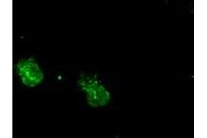 Anti-MAPK1 mouse monoclonal antibody (ABIN2452330) immunofluorescent staining of COS7 cells transiently transfected by pCMV6-ENTRY MAPK1 (RC204703). (ERK2 Antikörper)