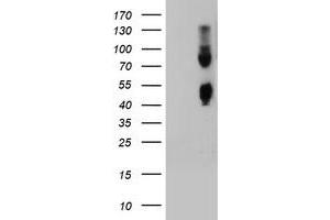 Image no. 1 for anti-Carboxypeptidase O (CPO) antibody (ABIN1497097) (CPO Antikörper)
