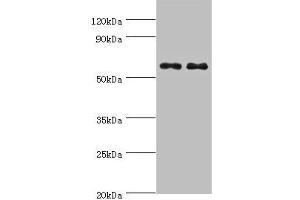 Western blot All lanes: NELFCD antibody at 8 μg/mL Lane 1: Jurkat whole cell lysate Lane 2: Hela whole cell lysate Secondary Goat polyclonal to rabbit IgG at 1/10000 dilution Predicted band size: 67, 23, 66 kDa Observed band size: 67 kDa