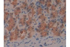 Immunohistochemistry (IHC) image for anti-Interferon gamma (IFNG) (AA 23-156) antibody (ABIN7429433)