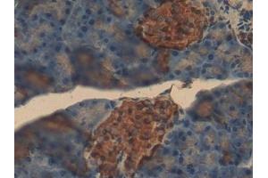 Detection of INS in Mouse Pancreas Tissue using Polyclonal Antibody to Insulin (INS) (Insulin Antikörper  (AA 90-110))