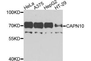 Western blot analysis of extracts of various cells, using CAPN10 antibody. (CAPN10 Antikörper)