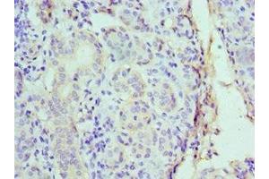 Immunohistochemistry of paraffin-embedded human salivary gland tissue using ABIN7149007 at dilution of 1:100 (CST1 Antikörper  (AA 20-141))