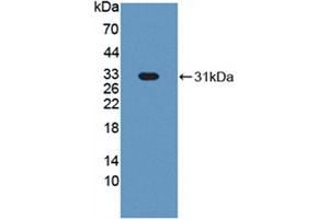 Western blot analysis of recombinant Cow HABP1. (C1QBP Antikörper  (AA 71-278))