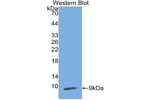 Western Blotting (WB) image for anti-Peptidase Inhibitor 3, Skin-Derived (PI3) (AA 41-117) antibody (ABIN3201724) (PI3 Antikörper  (AA 41-117))