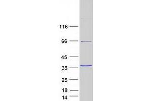 Validation with Western Blot (Annexin A2 Protein (ANXA2) (Transcript Variant 4) (Myc-DYKDDDDK Tag))