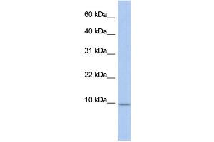 WB Suggested Anti-FXYD7 Antibody Titration:  0.
