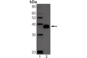 Western blot analysis of BCMA: Lane 1: MW marker, Lane 2: Mouse BCMA Recombinant Protein. (BCMA Antikörper  (Extracellular Domain))