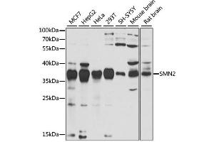 Western blot analysis of extracts of various cell lines, using SMN2 antibody (ABIN2737565) at 1:1000 dilution. (SMN2 Antikörper)