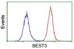 Image no. 2 for anti-Bestrophin 3 (BEST3) antibody (ABIN1501730) (Bestrophin 3 Antikörper)