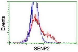 Image no. 2 for anti-SUMO1/sentrin/SMT3 Specific Peptidase 2 (SENP2) (AA 139-523) antibody (ABIN1490927) (SENP2 Antikörper  (AA 139-523))
