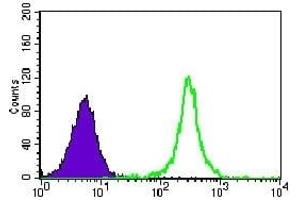 Flow cytometric analysis of K562 cells using TBLR1 mouse mAb (green) and negative control (purple). (TBL1XR1 Antikörper)