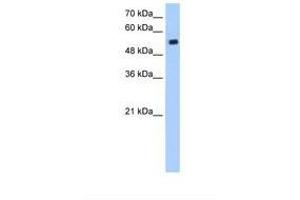 Image no. 1 for anti-Zinc Finger Protein interacting with Ribonucleoprotein K (ZIK1) (AA 51-100) antibody (ABIN341424) (ZIK1 Antikörper  (AA 51-100))