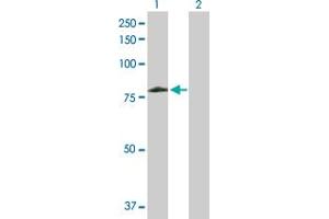 Western Blot analysis of ARAF expression in transfected 293T cell line by ARAF MaxPab polyclonal antibody. (ARAF Antikörper  (AA 1-606))