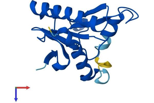 FHIT Protein (AA 1-150) (His tag)