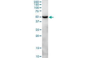 Western Blotting (WB) image for anti-C-Type Lectin Domain Family 14, Member A (CLEC14A) (AA 1-490) antibody (ABIN531111)