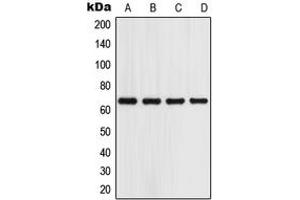 Western blot analysis of GPR153 expression in A549 (A), HeLa (B), Raw264. (GPR153 Antikörper  (Center))