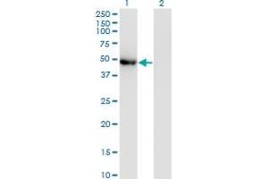 Western Blot analysis of POLG2 expression in transfected 293T cell line by POLG2 monoclonal antibody (M01), clone 1A2. (POLG2 Antikörper  (AA 1-485))