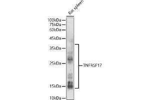Western blot analysis of extracts of Rat spleen, using TNFRSF17 antibody (ABIN7271066) at 1:500 dilution. (BCMA Antikörper  (AA 1-100))
