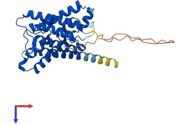 AQP6 Protein (AA 1-293) (His tag)