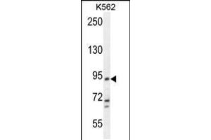Western blot analysis in K562 cell line lysates (35ug/lane). (KCNH4 Antikörper  (N-Term))