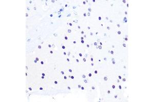 Immunohistochemistry of paraffin-embedded mouse brain using PEG3 Rabbit pAb (ABIN6128527, ABIN6145434, ABIN6145435 and ABIN6216398) at dilution of 1:100 (40x lens). (PEG3 Antikörper  (AA 1-300))