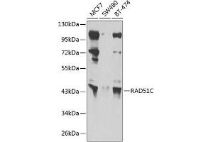 Western blot analysis of extracts of various cell lines, using RC antibody (ABIN6132581, ABIN6146645, ABIN6146648 and ABIN6222713) at 1:1000 dilution. (RAD51C Antikörper  (AA 1-135))