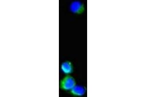 Immunofluorescent analysis of Hela cells using ABIN7169495 at dilution of 1:100 and Alexa Fluor 488-congugated AffiniPure Goat Anti-Rabbit IgG(H+L) (SH3BP5 Antikörper  (AA 49-455))