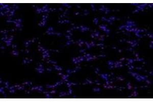 Immunofluorescence (fixed cells) (IF/ICC) image for anti-Pinin, Desmosome Associated Protein (PNN) antibody (ABIN7075083)