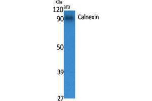 Western Blot (WB) analysis of specific cells using Calnexin Polyclonal Antibody. (Calnexin Antikörper  (Ser196))