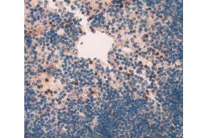 IHC-P analysis of spleen tissue, with DAB staining. (NAIP Antikörper  (AA 500-759))