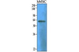 Cell lysates of human mesenitrocellulosehymal stem cell (30 ug) were resolved by SDS-PAGE, transferred to nitrocellulose membrane and probed with anti-human CD73 (1:1000). (CD73 Antikörper  (AA 27-252))