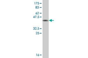 Western Blot detection against Immunogen (36. (Thimet Oligopeptidase 1 Antikörper  (AA 255-354))