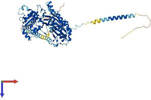 ENTPD4 Protein (AA 1-616) (His tag)