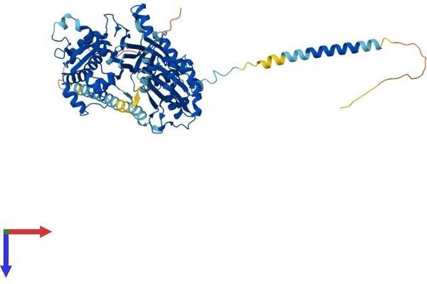 ENTPD4 Protein (AA 1-616) (His tag)