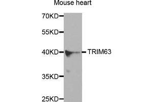 Western Blotting (WB) image for anti-Tripartite Motif Containing 63 (TRIM63) antibody (ABIN3017373) (TRIM63 Antikörper)