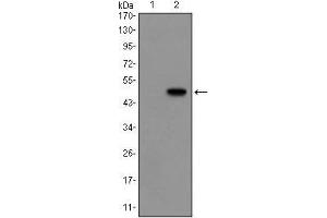 Western blot analysis using GCG mAb against HEK293 (1) and GCG(AA: 1-180)-hIgGFc transfected HEK293 (2) cell lysate. (Glucagon Antikörper)