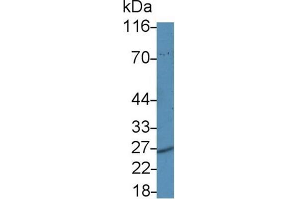 PSMA5 Antikörper  (AA 1-241)