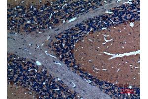 Immunohistochemistry (IHC) analysis of paraffin-embedded Rat Brain, antibody was diluted at 1:100. (SCG3 Antikörper  (N-Term))