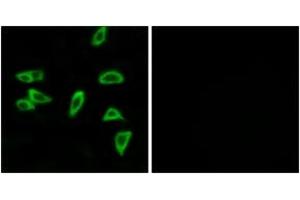 Immunofluorescence analysis of LOVO cells, using PTGER3 Antibody. (PTGER3 Antikörper  (AA 16-65))