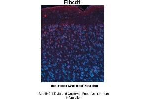 Sample Type :  Adult mouse cortex  Primary Antibody Dilution :  1:750  Secondary Antibody :  Anti-rabbit-Cy3  Secondary Antibody Dilution :  1:1000  Color/Signal Descriptions :  Red: Fibcd1 Cyan: Nissl(Neurons)  Gene Name :  FIBCD1  Submitted by :  Joshua R.