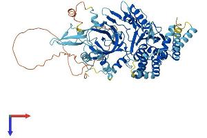 MCMBP Protein (AA 1-642) (His tag)